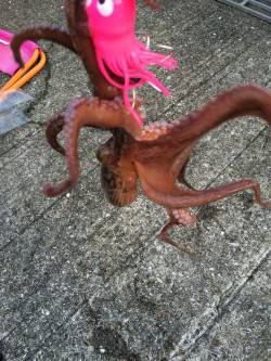 しばらくタコ三昧