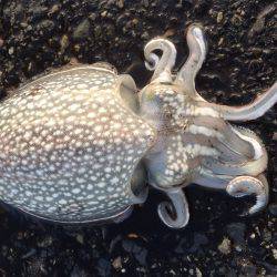 メバリング★エギング