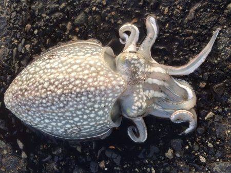 メバリング★エギング