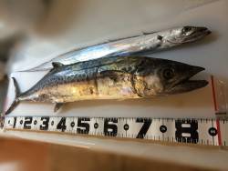 LSJでタチウオとサワラ！