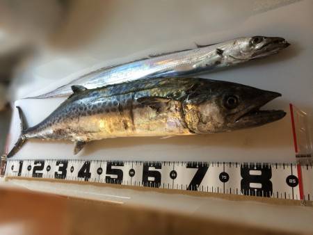 LSJでタチウオとサワラ！