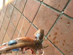 タコより人が多い