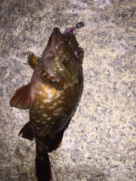 メバリング  渋い状況でしたが…