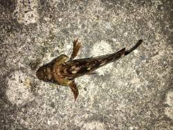 サバがわいてます