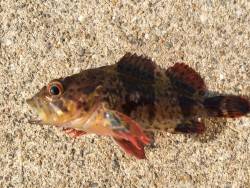 デイメバリング