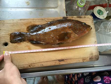 ロックフィッシュ