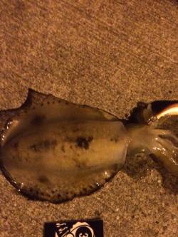 激流の中のエギング