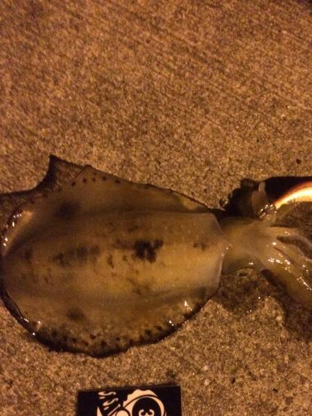 激流の中のエギング