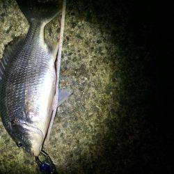 チニング…ハマります