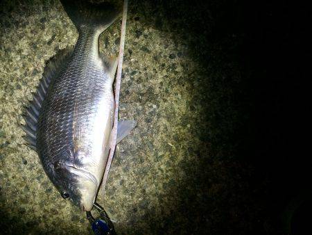 チニング…ハマります