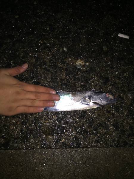 大サバタチウオ