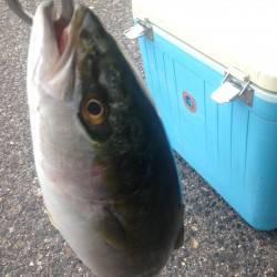 はじめましてツバス君