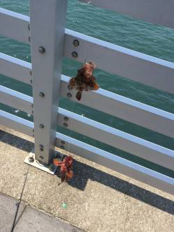 回遊はまばらだが色々と