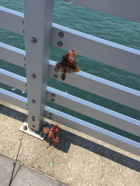 回遊はまばらだが色々と