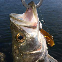 シーバス減少中