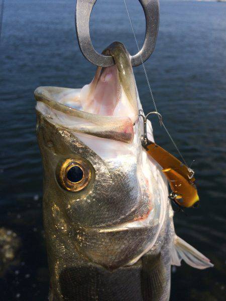 シーバス減少中