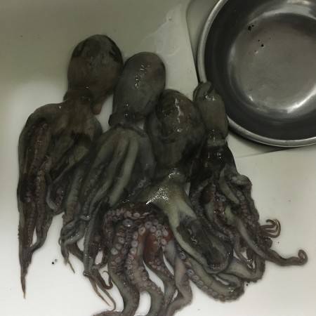 青物は当たらず