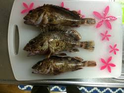 根魚に癒して貰いました