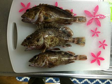 根魚に癒して貰いました