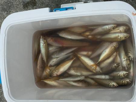 アジ、サバなど