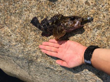 ロックフィッシュ