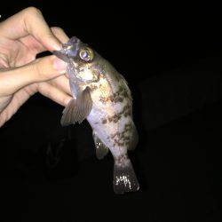 小メバルとたわむれ