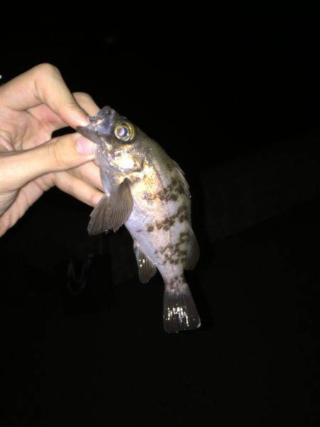 小メバルとたわむれ