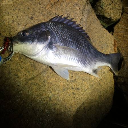 久々に相手してくれました