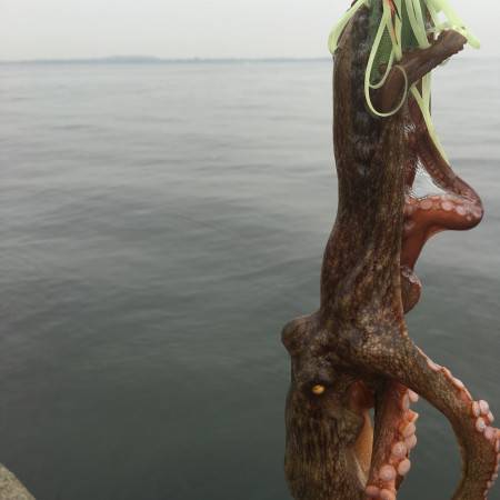 ブルマン雨の南港調査