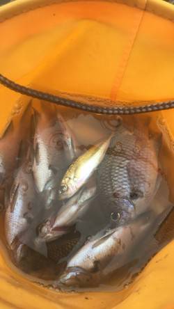 雨天デカアジ狙い釣行