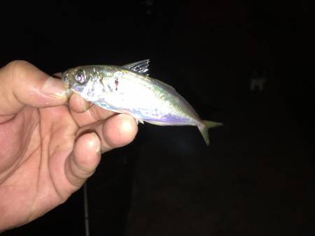 悶絶豆アジング