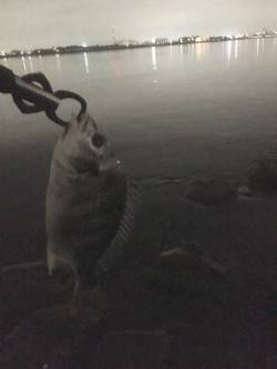 梅雨時々キビレ