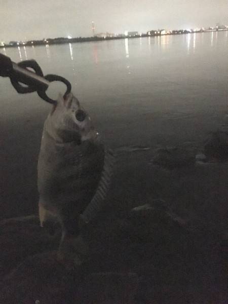 梅雨時々キビレ