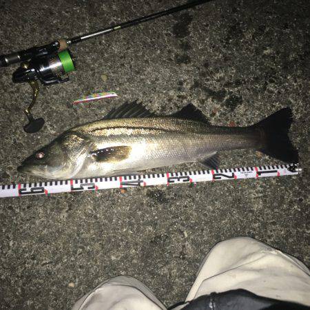 ブルマンシーバス調査