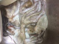 タコ行ってきました