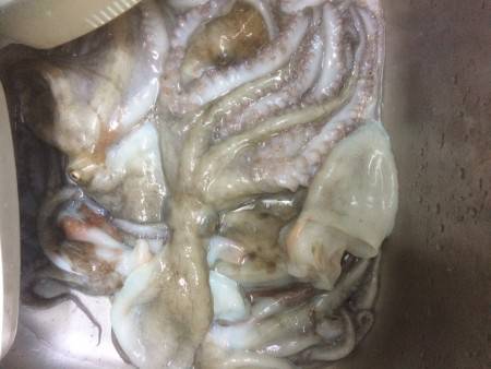 タコ行ってきました