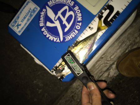 アジ、メバル探し！