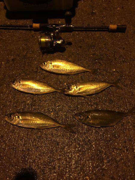 真夜中のアジング