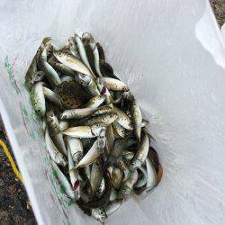 豆アジ入れ食い