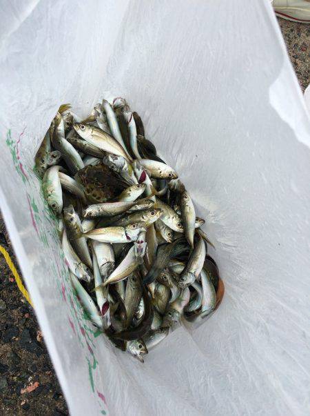 豆アジ入れ食い