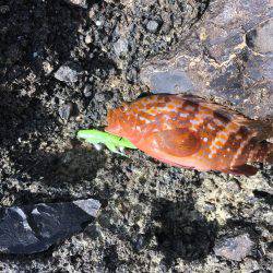 ロックフィッシュ狙い