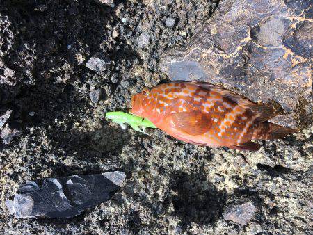 ロックフィッシュ狙い