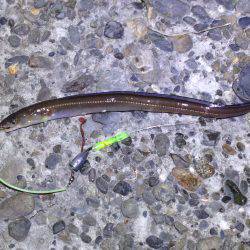 メバリング&アナギング⁉︎