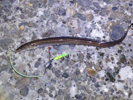 メバリング&アナギング⁉︎