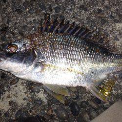 流し釣りでセイゴ！