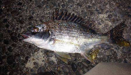 流し釣りでセイゴ！