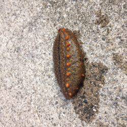 オクトパス 新子