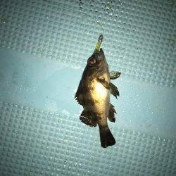 深夜から釣り楽