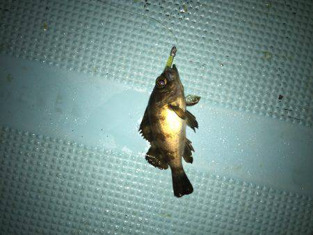 深夜から釣り楽