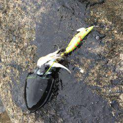 アオリを求めて